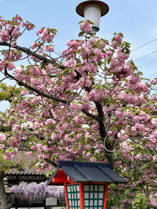 Spring Blossoms at Rokusonno Shrine