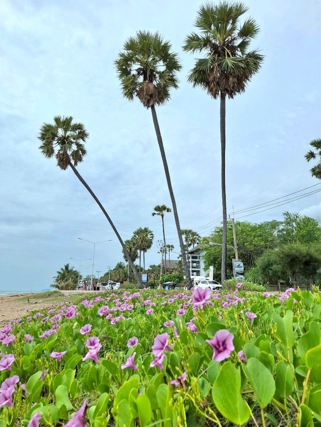 เดินเล่นชายหาดปราณบุรี 