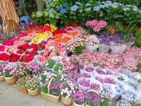 Netherlands Flower town / Dutch Flower town