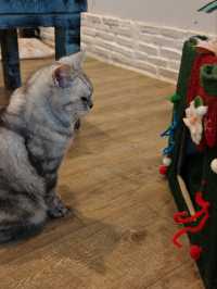 Caturday fuur cat lovers in downtown Bangkok