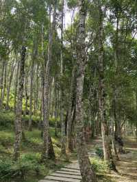 Gaharu Tea Valley Gopeng: A Serene Agarwood Sanctuary in Perak