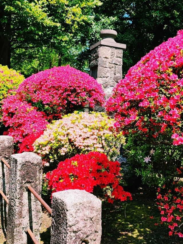 Nezu Shrine Azalea Festival: A Burst of Spring Color in Tokyo