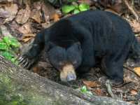 Bornean Sun Bear Conservation Centre (BSBCC) – Sepilok’s Hidden Gem** 🐻🌿  