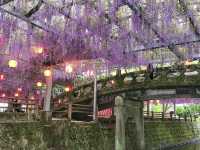 งานเทศกาลดอกวิสเทอเรีย, ฟุกุโอกะ