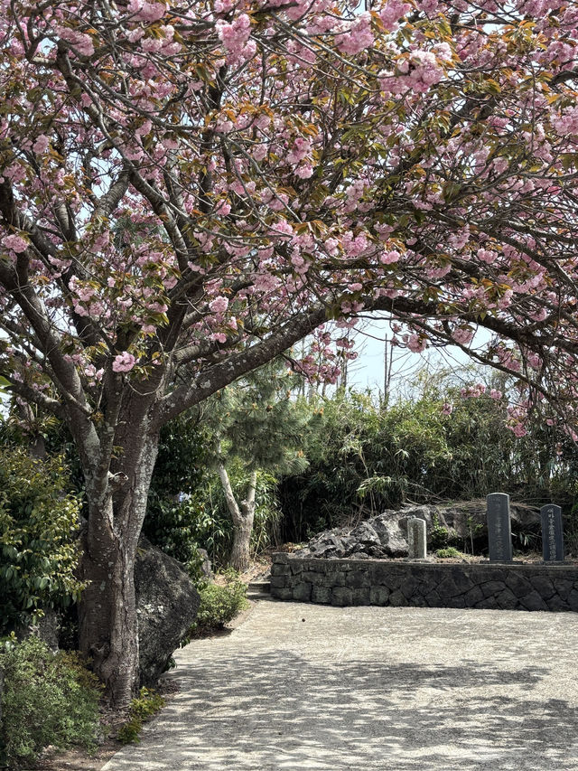 제주 겹벚꽃 동쪽여행