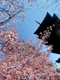 Last Chance for Sakura! Kyoto's Tō-ji Temple