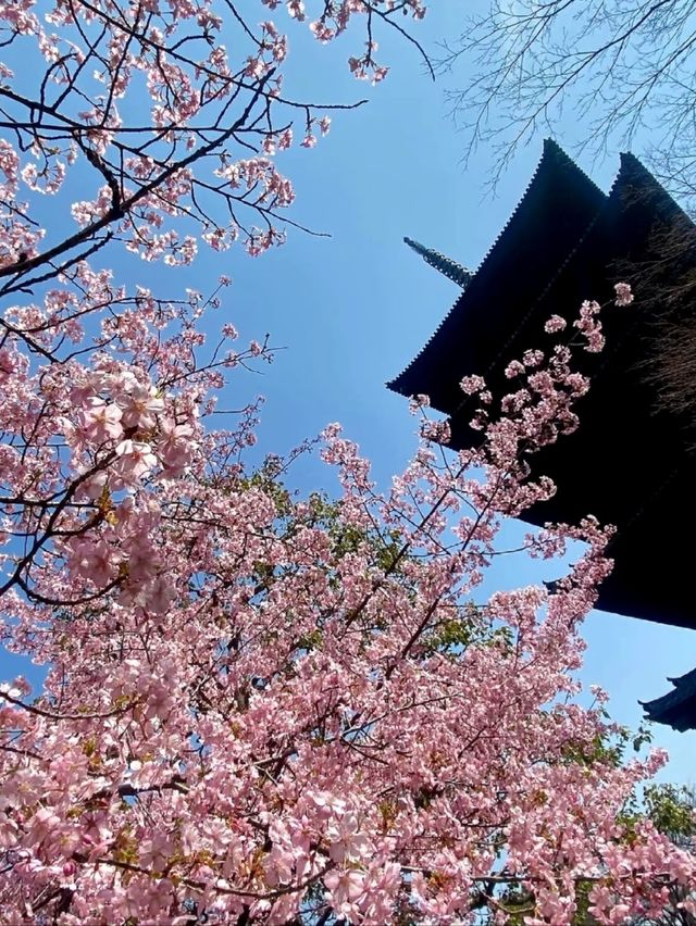 Last Chance for Sakura! Kyoto's Tō-ji Temple