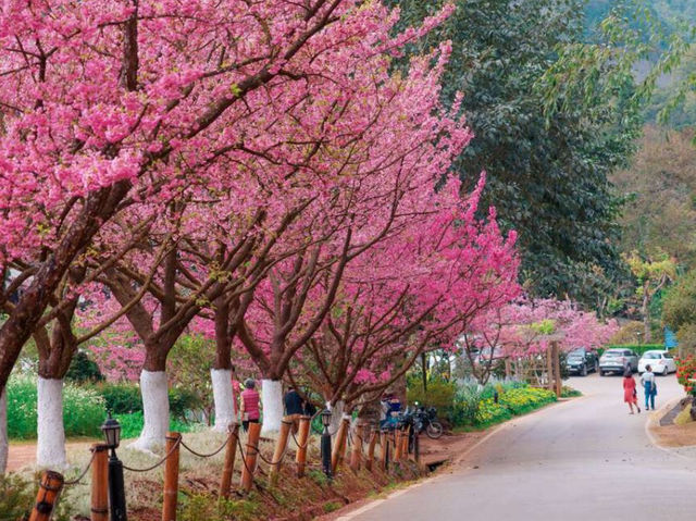 🌸 Khun Chang Khian Cherry Blossoms: Chiang Mai’s Hidden Pink Paradise! 🌸