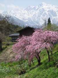 A Quiet Spring in Hakuba, Nagano 🌸🌿