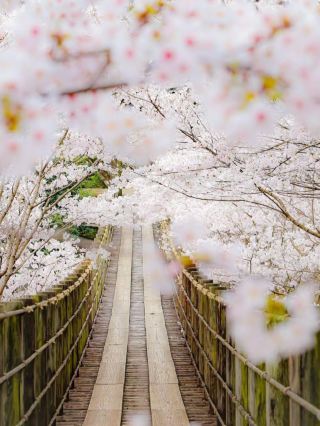 Spring’s “Sakura Bridge” in Nagasaki 🌉🌸