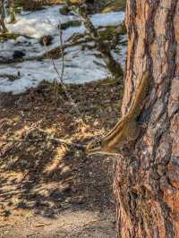 A Peaceful Escape into Nature: Discovering the Beauty of Potatso National Park (普达措国家公园)