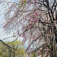 A Late Bloom Drive Through Byeonggok Village's Weeping Cherry Blossom Road