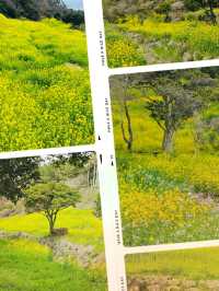Golden Waves of Spring: Immersing Yourself in the Canola Fields of 엉덩물계곡, Jeju