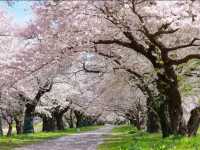 The Kitakami Sakura Festival Is in Full Bloom With "Sakura Fubuki"