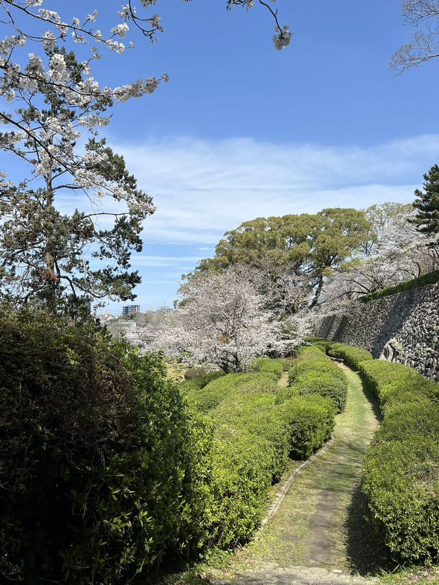 福岡市區櫻花🌸
