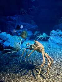 An Unforgettable Underwater Adventure at Osaka Aquarium Kaiyukan