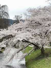 Baden-Baden, Germany | A Cherry Blossom Wonderland That Feels Like Japan in Spring