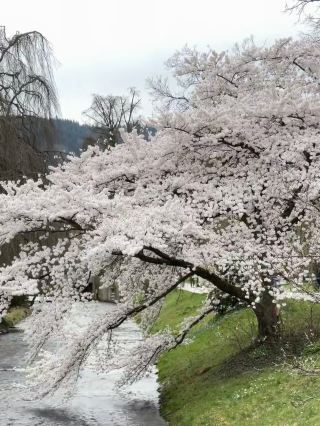 Baden-Baden, Germany | A Cherry Blossom Wonderland That Feels Like Japan in Spring