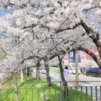 청주 봄 벚꽃 여행 성지 무심천 🌸🌸