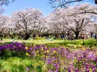 東京賞櫻-百花齊放的國營昭和紀念公園