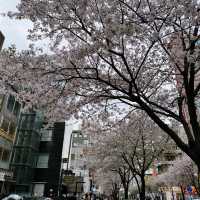 首爾市區也有絕美櫻花路🌸新村櫻花大道