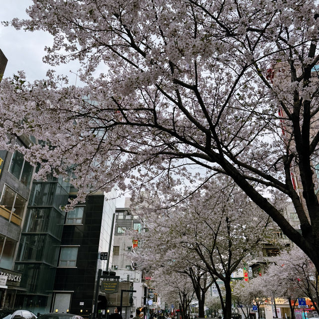 首爾市區也有絕美櫻花路🌸新村櫻花大道