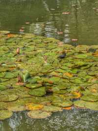 Spring Reflections in the City: A Stroll Through Kunming’s Green Lake Park