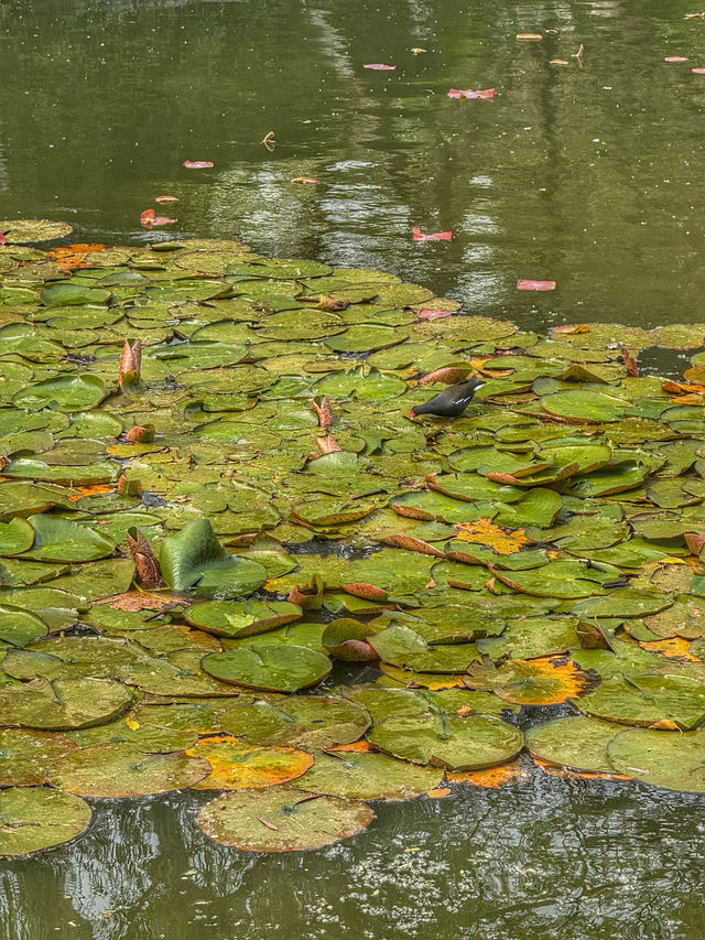 Spring Reflections in the City: A Stroll Through Kunming’s Green Lake Park