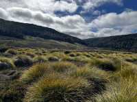 Discover the scenic view & wombats sightings at Cradle Mountain Ronny Creek walk