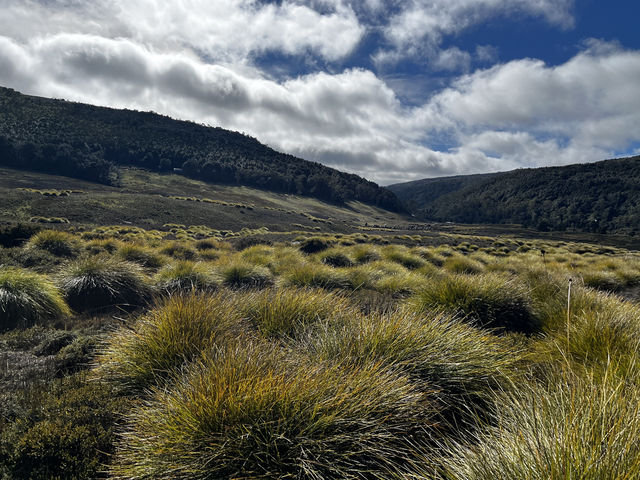 Discover the scenic view & wombats sightings at Cradle Mountain Ronny Creek walk