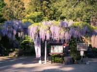 Petals and Peace: Rinsenji’s Springtime Secret