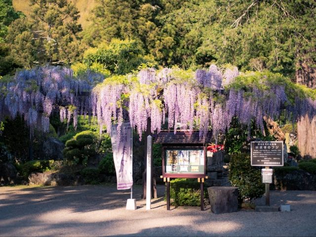 Petals and Peace: Rinsenji’s Springtime Secret