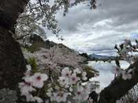 Cherry Blossoms in Aomori City: A Springtime Delight
