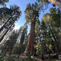 General Sherman Tree – Sequoia NP, CA
