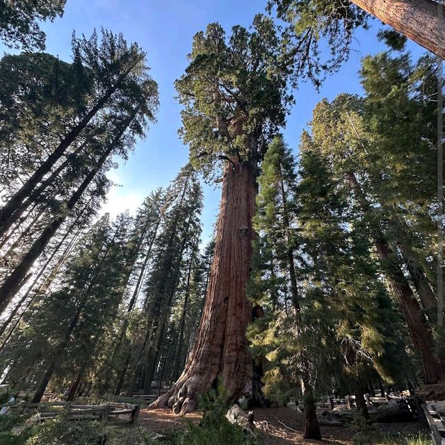 General Sherman Tree – Sequoia NP, CA