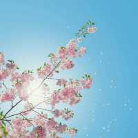 Stockholm in Bloom: Kungsträdgården’s Sakura Spectacle