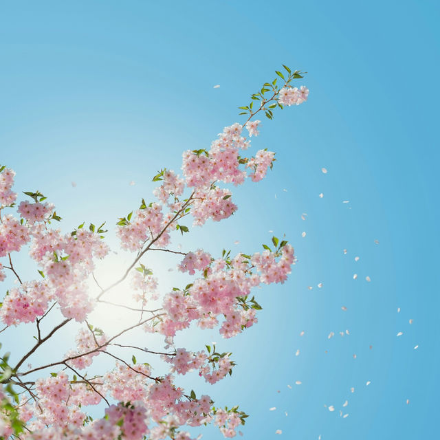 Stockholm in Bloom: Kungsträdgården’s Sakura Spectacle