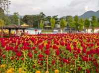 Hidden Gem – Yangju Flower Festival