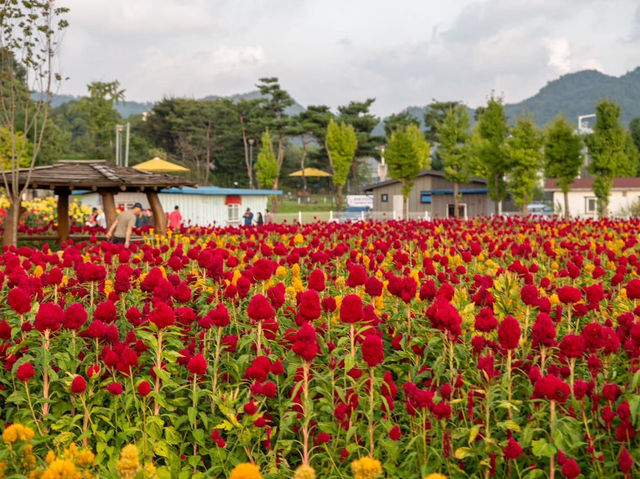 Hidden Gem – Yangju Flower Festival