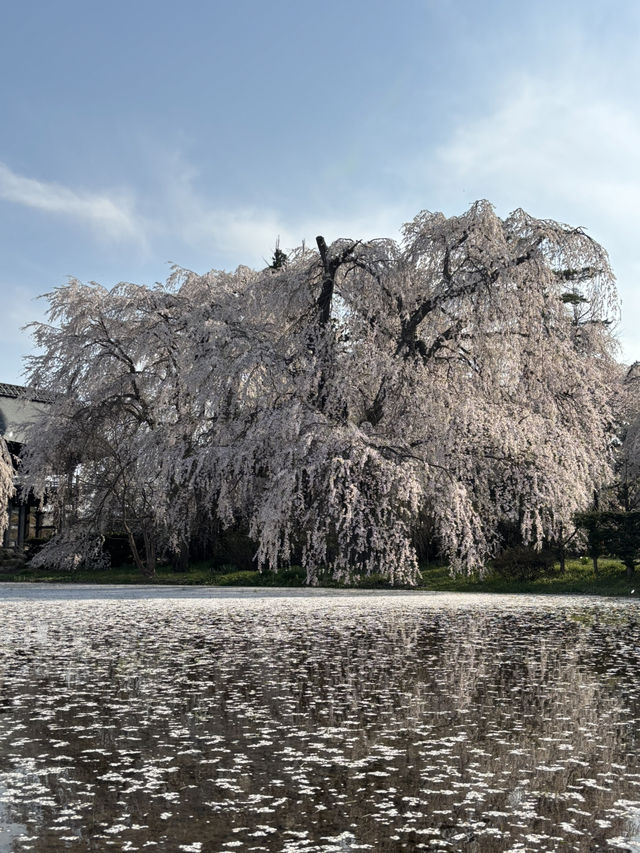 Reflection of Sakura : Anyouji Temple, Matsumoto