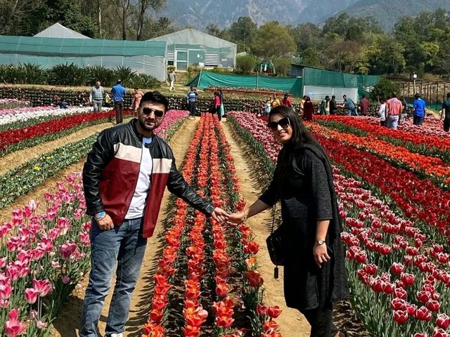 Title: A Symphony of Colors: Experience the Magic of Srinagar's Tulip Garden