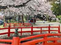 漫步在石鳥居與紅神橋的春櫻時光---仙台東照宮