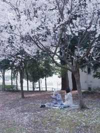 大阪夜行巴士直達仙台賞櫻，6000日圓起 