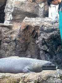Love aquatic creatures? Osaka Kaiyukan is a must visit
