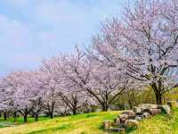 A Cherry Blossom Tunnel Straight Outta a Dream