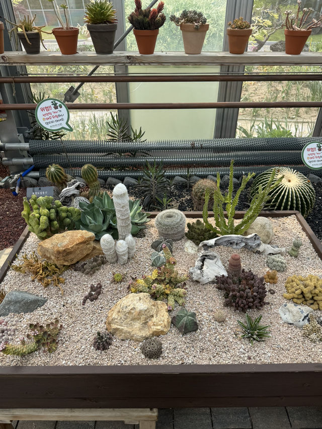 다육식물원에서 만난 귀여운 다육식물 관람 후기🌵