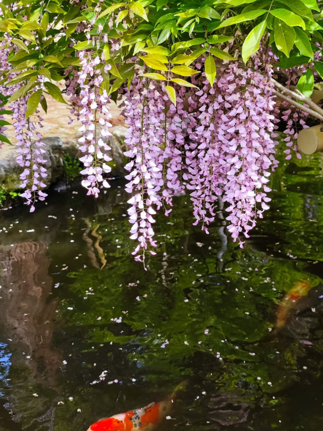 🌸 What’s it like to visit Nara during Wisteria Season? 🌿💜