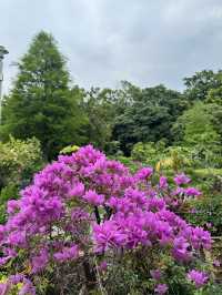 菁芳園 落羽松景觀餐廳
