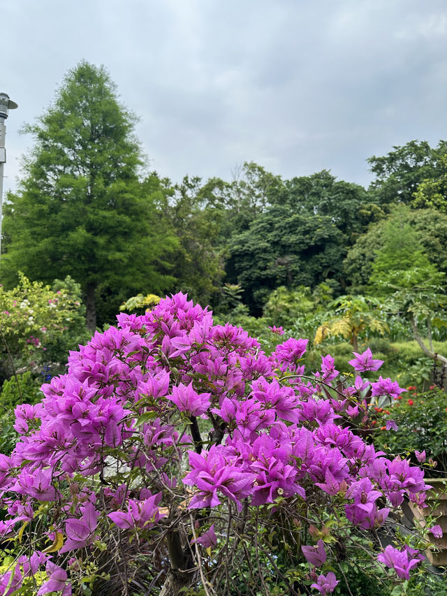 菁芳園 落羽松景觀餐廳
