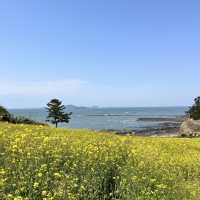 바다가 보이는 유채꽃밭, 부안 수성당